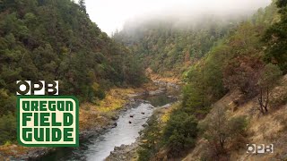 Running a Wild Oregon River In A Wooden Drift Boat [upl. by Nhar]