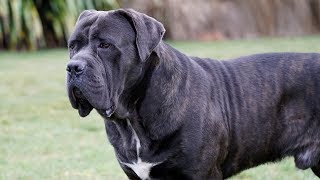 CANE CORSO is a LOVER not a FIGHTER [upl. by Akisej]