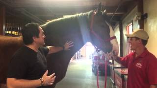 Lets Take a Tour of the Budweiser Clydesdales in Fort Collins [upl. by Brade]