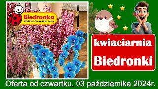 𝐁𝐈𝐄𝐃𝐑𝐎𝐍𝐊𝐀 🐞🌺🌹🌷🌸 Nowa Oferta od Czwartku 03102024  Kwiaciarnia Biedronki  Tanie Kwiaty [upl. by Aicinad237]