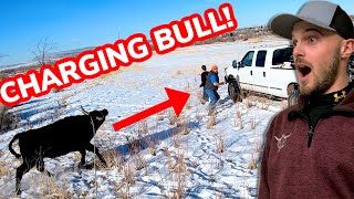 Roping CRAZY Bulls That Escaped Vlog 19 [upl. by Dyoll]