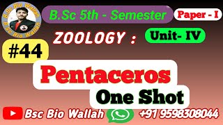 One Shot  Pentaceros Morphology and Water Vascular System Phylum Echinodermata in Animal Kingdom [upl. by Fidelity69]