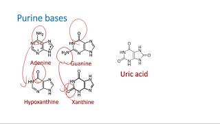 Structure of Purine and Pyrimidine Bases [upl. by Anirbaz]