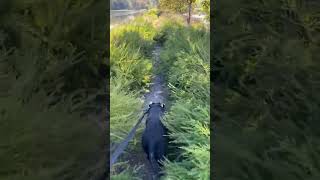 Great hike at honker lake trail nature lake lakelife pitbull explore sunday hikekentucky [upl. by Naaitsirhc36]