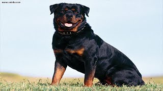 Rottweiler  tout savoir sur cette race de chien Rottweiler Dog VF [upl. by Aznecniv]