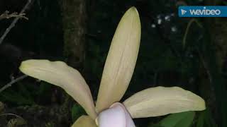 Habitat natural de Cattleya forbesii [upl. by Bolen]