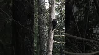 Woodpecker Pecking Tree Canada Nature nature birds birdsounds [upl. by Ahsinrats532]