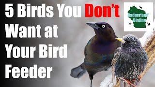 5 Common Backyard Birds You DONT WANT at Your Bird Feeder [upl. by Turtle]