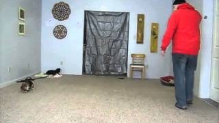 Southwest Florida Dog Trainer  Beagle Obedience Training  Off leash Obedience [upl. by Kathie]