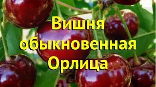 Лавровишня обыкновенная лекарственная Краткий обзор описание характеристик prunus cerasus орлица [upl. by Hedveh944]