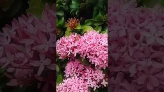 Ixora coccinea Plant pink mini idly poo nature garden plants flowers ytshorts shortsfeed [upl. by Fidela393]