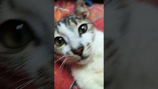 Funny cat fainting youtube shorts [upl. by Nedda]