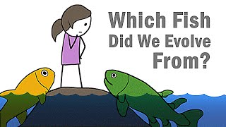 Which Fish Did We Evolve From [upl. by Edialeda]