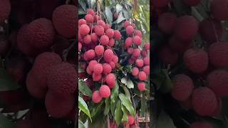 New technique for growing litchi plant litchigrafting litchi farming viral shorts [upl. by Miran]