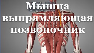 Мышца выпрямляющая позвоночник m erector spinae [upl. by Madelene]