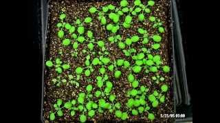 Arabidopsis germination and growth  spot the developmental mutants [upl. by Evoy191]