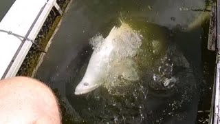 Feeding Rare White Barramundi Jungle Perch and Big Mangrove Jack [upl. by Cesare42]