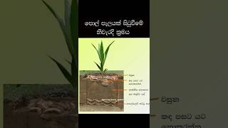 නිවැරදිව පොල් පැලයක් 🌴සිටුවා ගන්නා ක්‍රමය  Correct planting method of coconut plant agriculture [upl. by Uela]