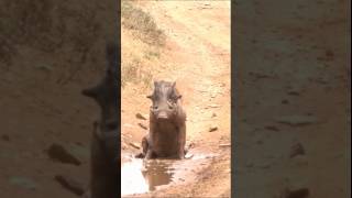 Warthog wallowing warthog wildlife [upl. by Airetnuhs]