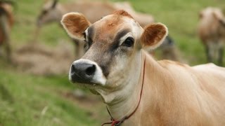 Ganado Jersey Alto rendimiento en producción de Leche  TvAgro por Juan Gonzalo Angel [upl. by Inele449]