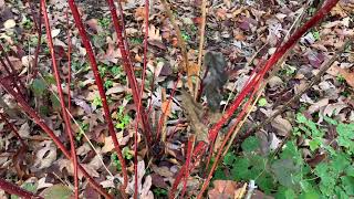 RedTwig Dogwood Plant Profile [upl. by Seidule974]