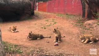 The ROAR Race  Lion Cub Naming [upl. by Rockwell]