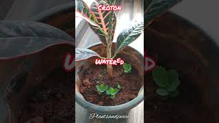 Croton Before And After Watering plants gardening croton grow indoorplants indoor shortvideo [upl. by Mollee]