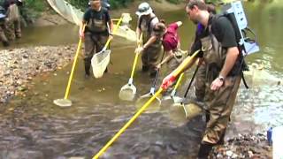 Electrofishing in the Stream [upl. by Melloney218]