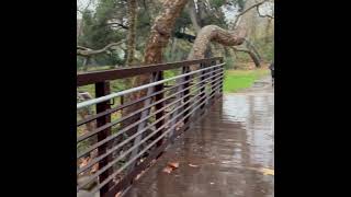 Olive Mill Road Debris Basin in Montecito [upl. by Nivrek]