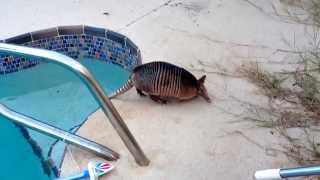 armadillo went for a swim in our pool the other day [upl. by Lucey621]