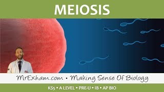 Cell Replication  Meiosis  Post 16 Biology A Level PreU IB AP Bio [upl. by Lucie]