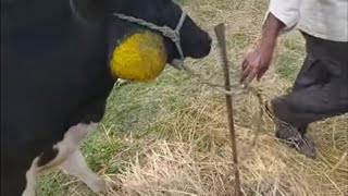 HOW VET TREATED LUMPHY JAW ACTINOMYCOSIS COW WITH SEVERE FEEDING DIFFICULTIES AND SEVERE ABSCESS [upl. by Salas]