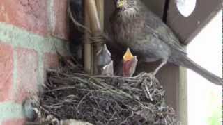 brütende Amsel auf Balkon 2013 [upl. by Erej]