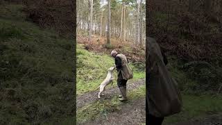 Some fun and simple puppy retrieves with Winnie dogtraining labradorpuppytraining gundogtraining [upl. by Elpmet]