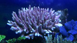 Acropora millepora [upl. by Ardnasirk]