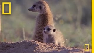 Meerkat Mischief  National Geographic [upl. by Alcott735]