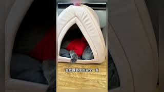 I bought a closed bed for my cat 🐱 cat cats kitten kitty pets [upl. by Korb]