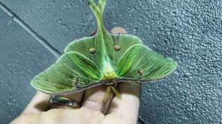 Impresionante Polilla de Luna Gigante [upl. by Hsejar]