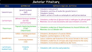 Anterior amp Posterior Pituitary Hormones Chapter 76 part 2 Guyton and Hall Physiology [upl. by Child]