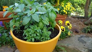 How to Grow Basil [upl. by Ardnyk332]