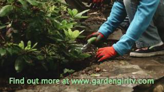 Planting Strawberries for a Landscape Ground Cover [upl. by Anemix]