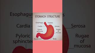 stomach structure biology humanbody generallearning shortsvideo education science shortsfeed [upl. by Addiego306]