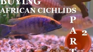 GUIDE TO BUYING AFRICAN CICHLIDS Part 2 Presented by KGTropicals [upl. by Abramson]