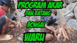 PERCEPAT PEMBESARAN BONSAI WARU INDIA DAN PROGRAM AKAR ❗❗PEMULA WAJIB TAU 🆗 [upl. by Willie]