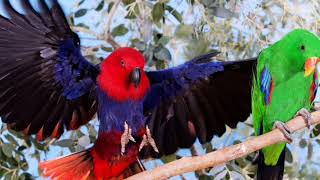 Eclectus parrot sounds [upl. by Anitra]