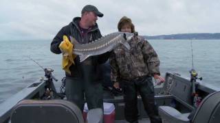 Best Sturgeon Fishing Video  Giant Oversize amp Green Sturgeon [upl. by Akemahs]