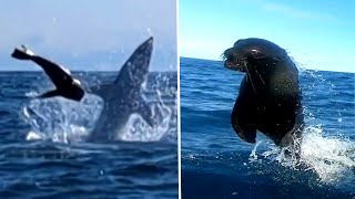 Shark chasing seal hits kayaker twice in New Zealand [upl. by Agler514]