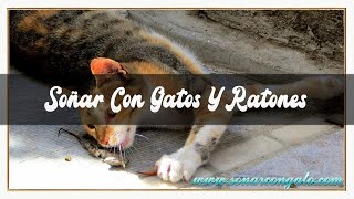 SOÑAR 😴 CON GATOS😼 Y RATONES🐭 SIGNIFICADO DE SOÑAR CON GATO😽 Y RATON🐭 O RATAS JUGANDO O PELEANDO 💥💥 [upl. by Isac]