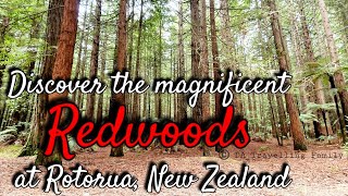 Discover the Magnificent Redwoods at Rotorua New Zealand  Whakarewarewa Forest Virtual Tour [upl. by Yenttihw]