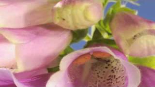 Digitalis flower structure timelapse [upl. by Thissa574]